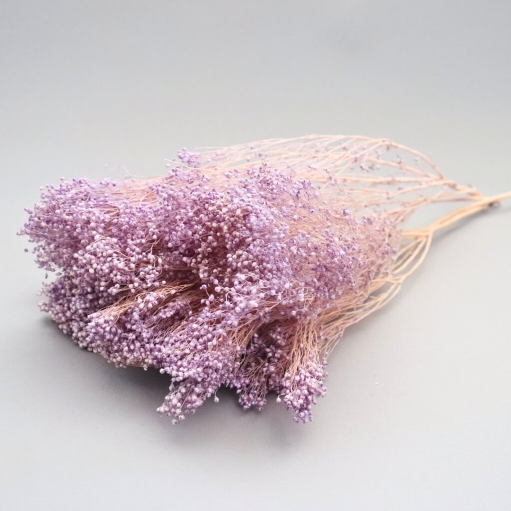 Sušený Broom Bloom milka – jemná krása s fialovým nádechem